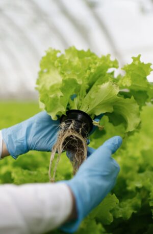 Crop Protection