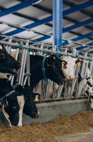 Animal Health Products